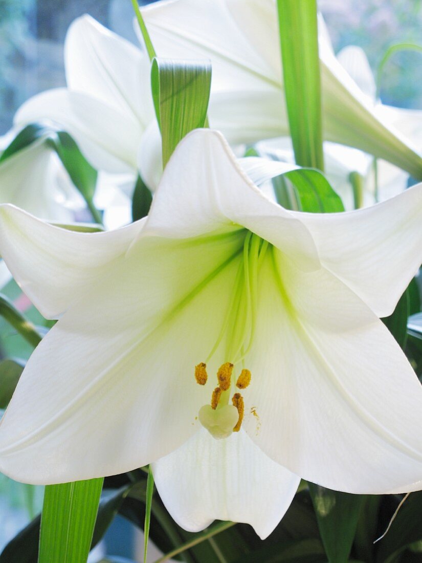 weiße Lilienblüten (Nahaufnahme)