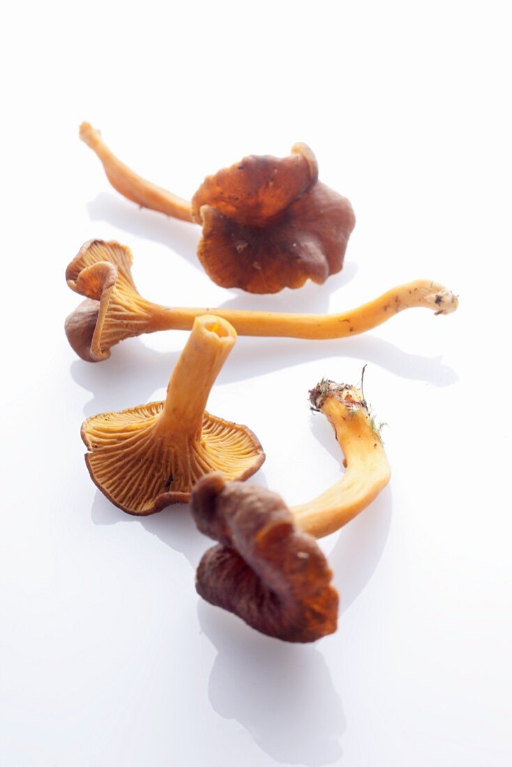 Four funnel chanterelles