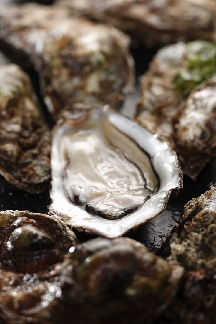 Fresh oysters, whole and halves (close up)