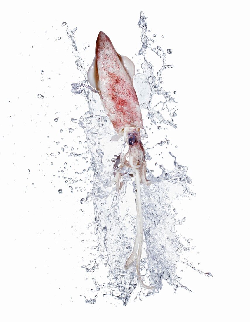 Calamar mit Wassersplash