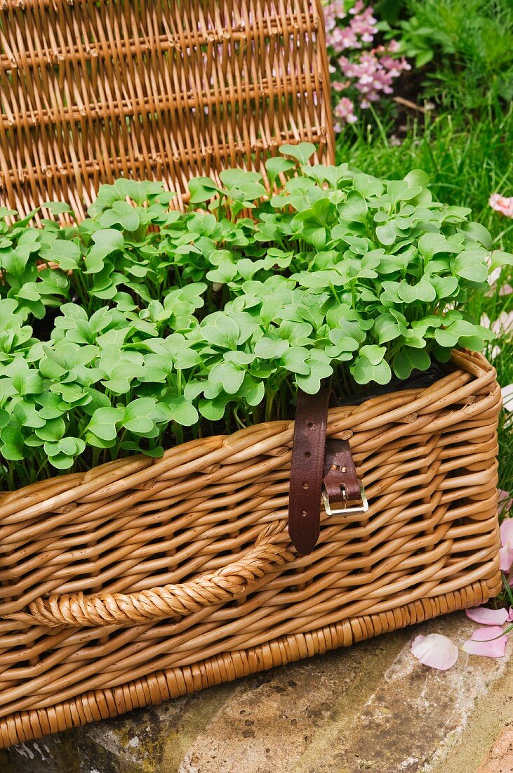 Pak Choi-Setzlinge im Picknickkorb im Garten