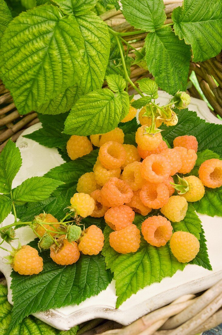 Frisch gepflückte gelbe Himbeeren auf Blättern