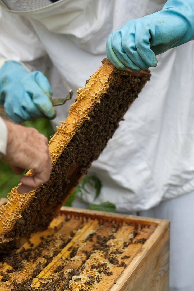 Imker mit Bienenwabe