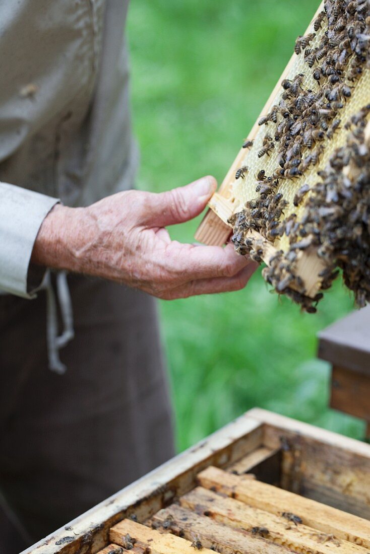 Hand hält Bienenwabe