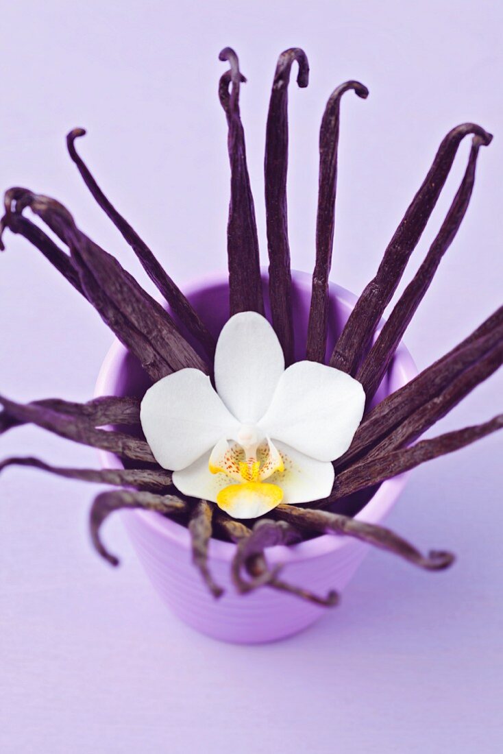 Bourbon-Vanilleschoten mit Orchideenblüte im lila Becher