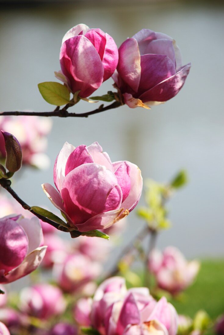 Magnolia blossom on branch