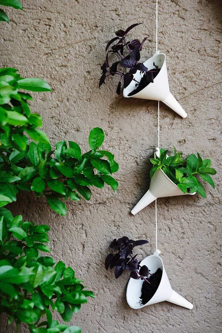 White plastic funnels hanging from string on house facade and planted with basil plants