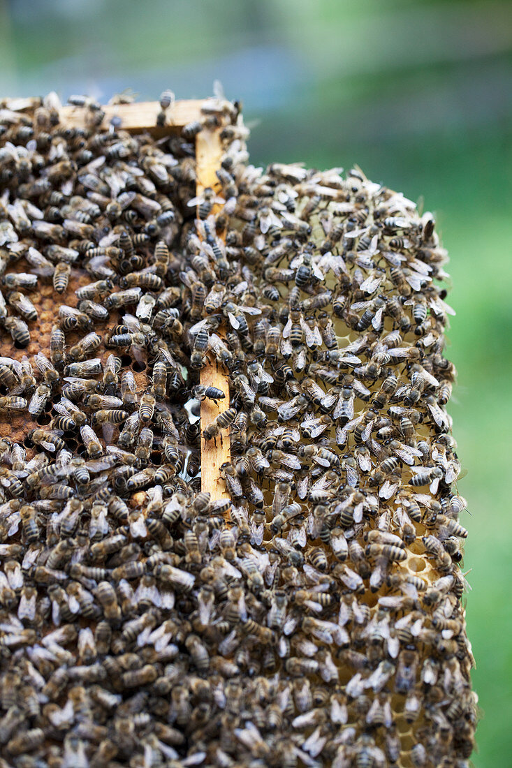 Wabe mit Bienen