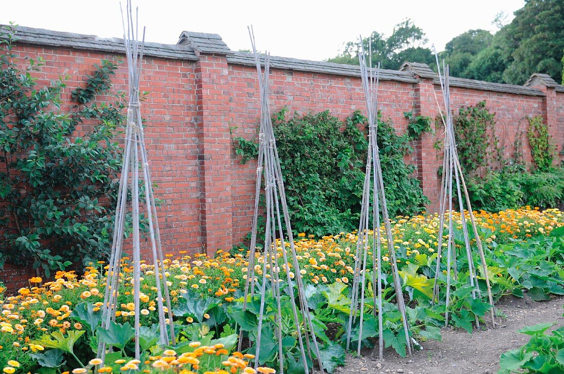 Rote Backsteinmauer umgibt den Garten mit Zucchini und gelben Sommerbluemn