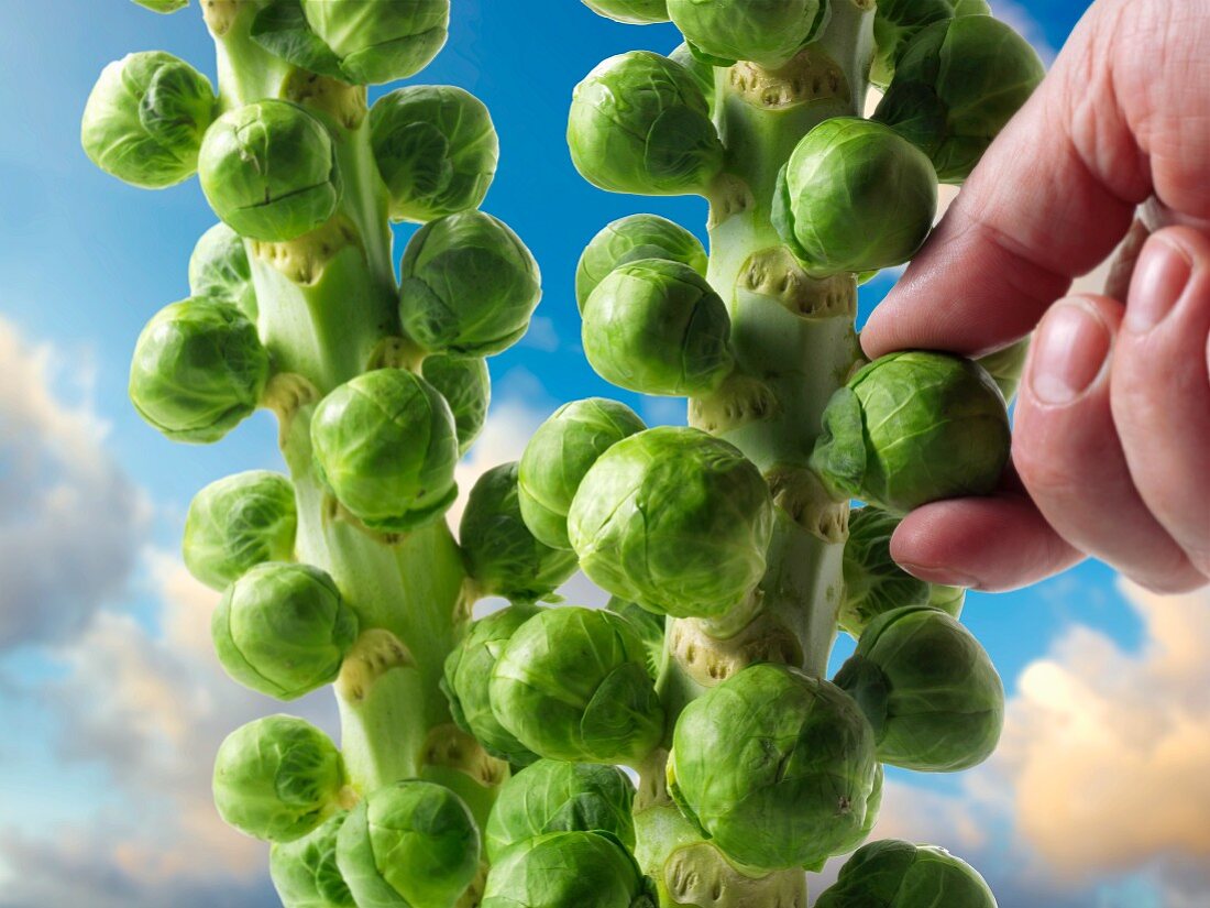 Hand checking brussels sprouts on the stalk