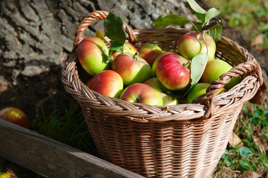 Korb mit frisch gepflückten Bio-Äpfeln