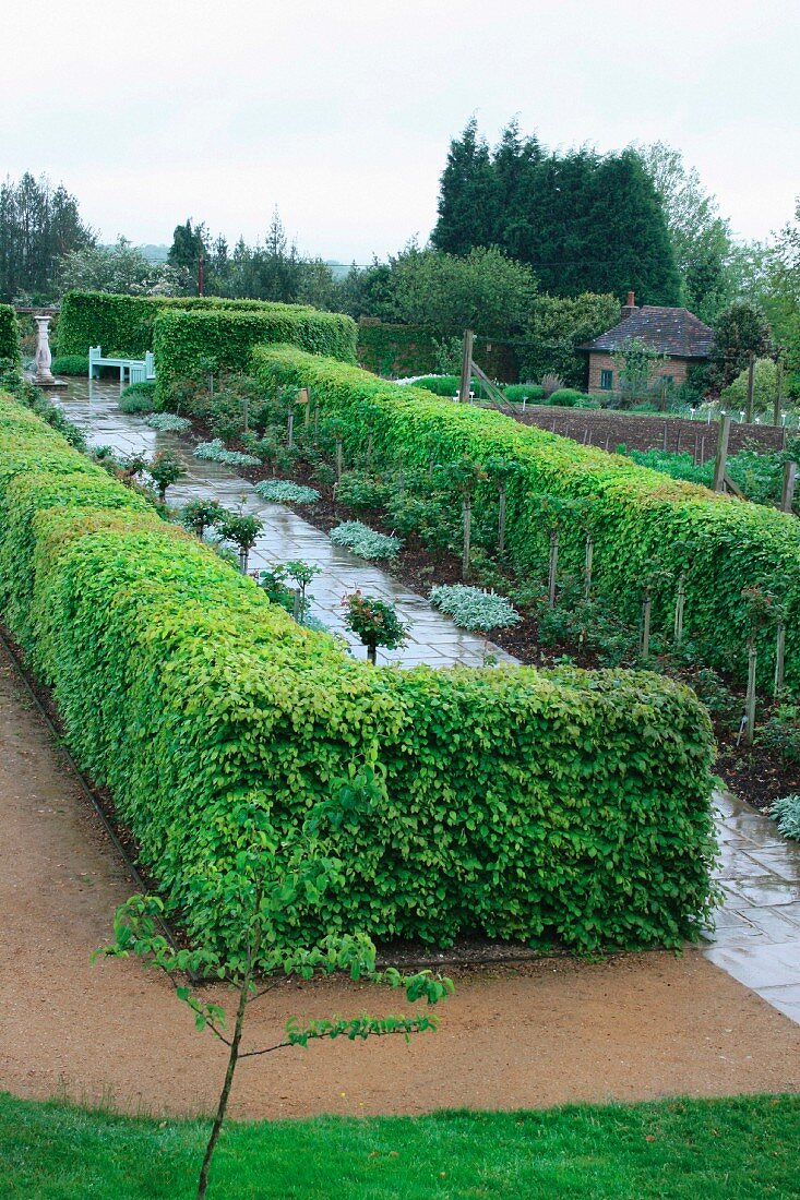 Gartenweg von geschnittenen Hecken umgeben