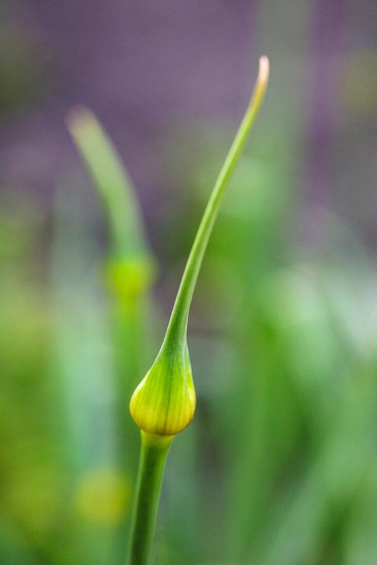 A leek bud