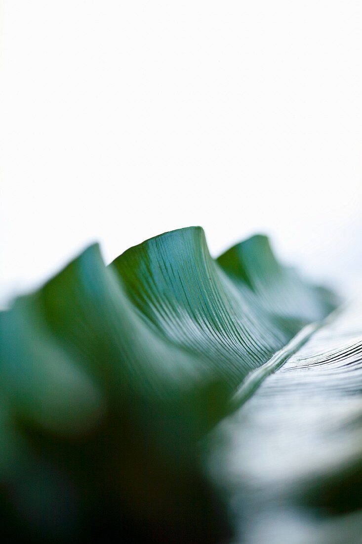 Bird's-nest fern leaf