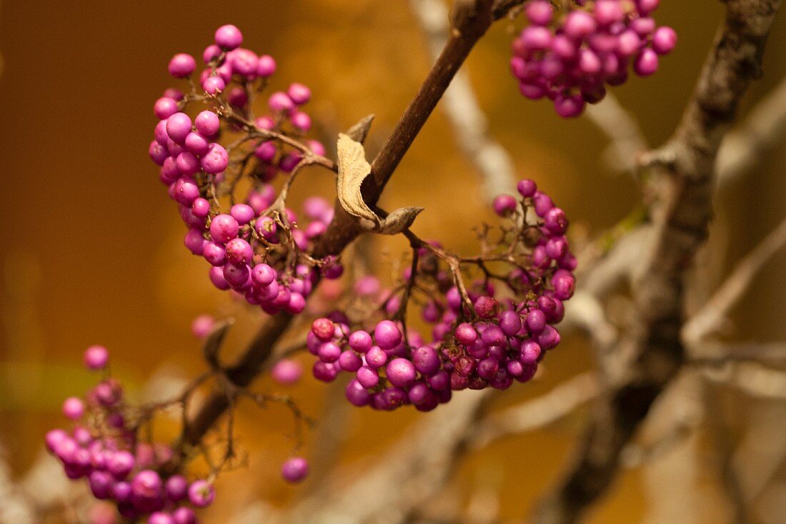 Liebesperlenstrauch (Callicarpa)