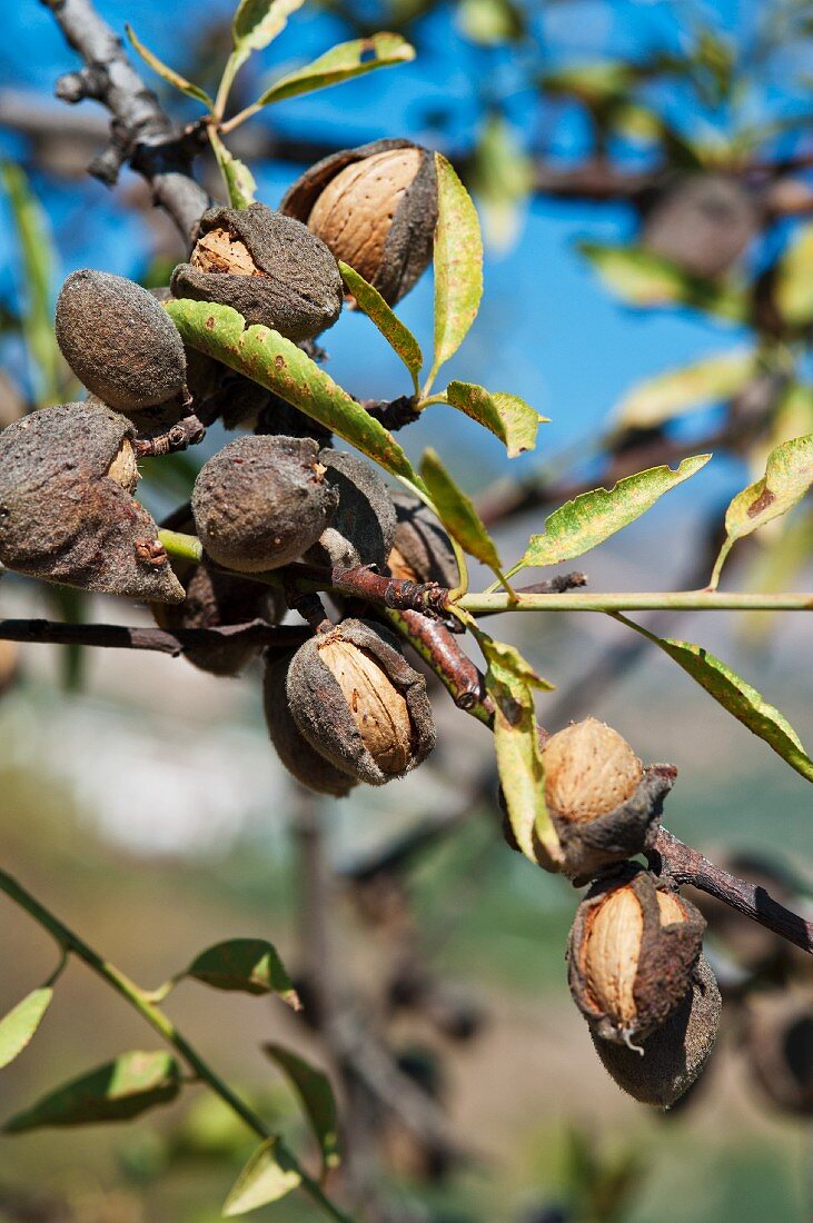 Almond tree