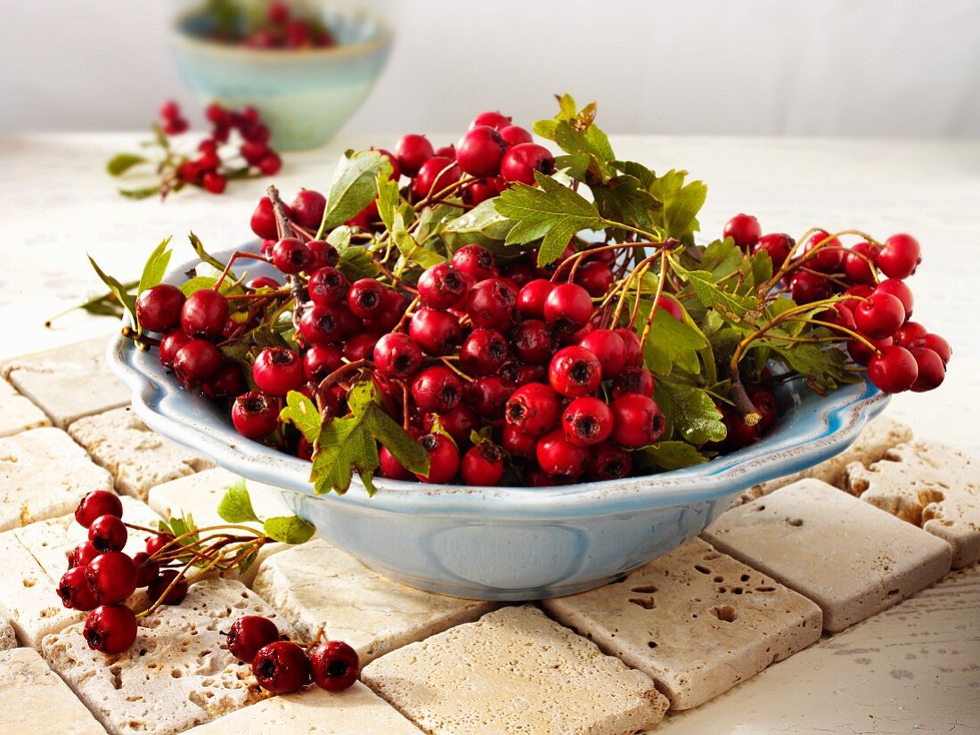 A bowl of fresh hawthorn berries