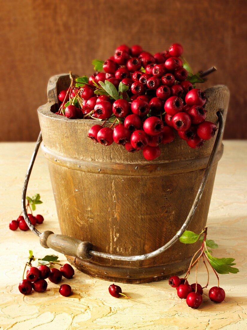 Fresh hawthorn berries in a wooden bucket