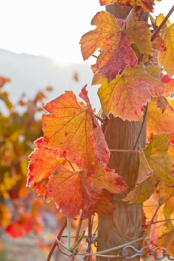 Herbstliche Weinblätter am Rebstock