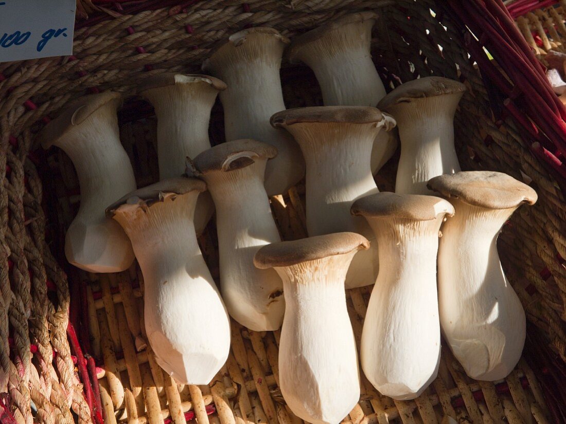 Kräutersaitlinge 'König der Austernpilze', Carouge Markt, Genf, Schweiz