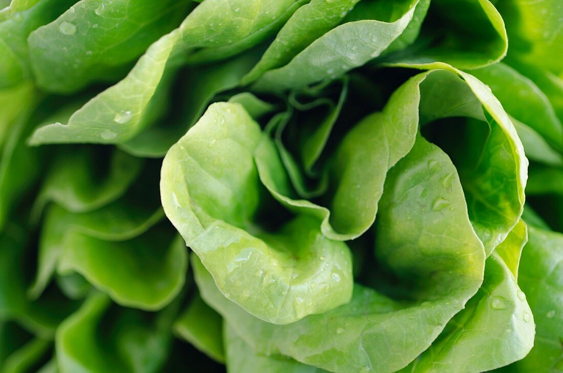 Green lettuce (close-up)