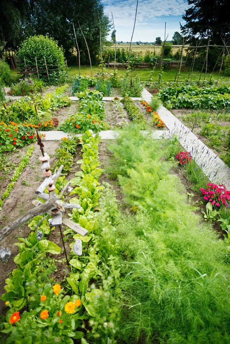 Großer Garten mit Gemüse und Gartenblumen