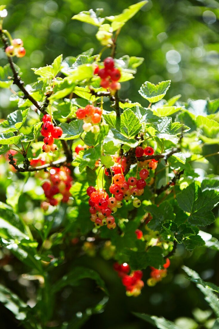 Rote Johannisbeeren am Strauch