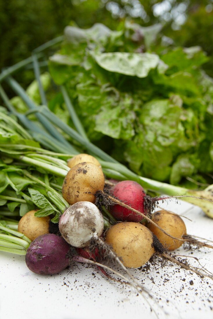Radieschen, Lauchzwiebel und Salat auf Gartentisch