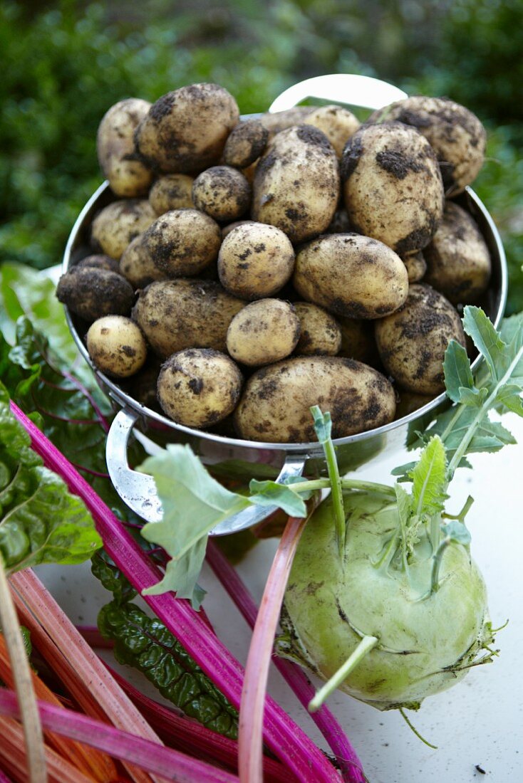 Red chard, potatoes and kohlrabi on a garden table