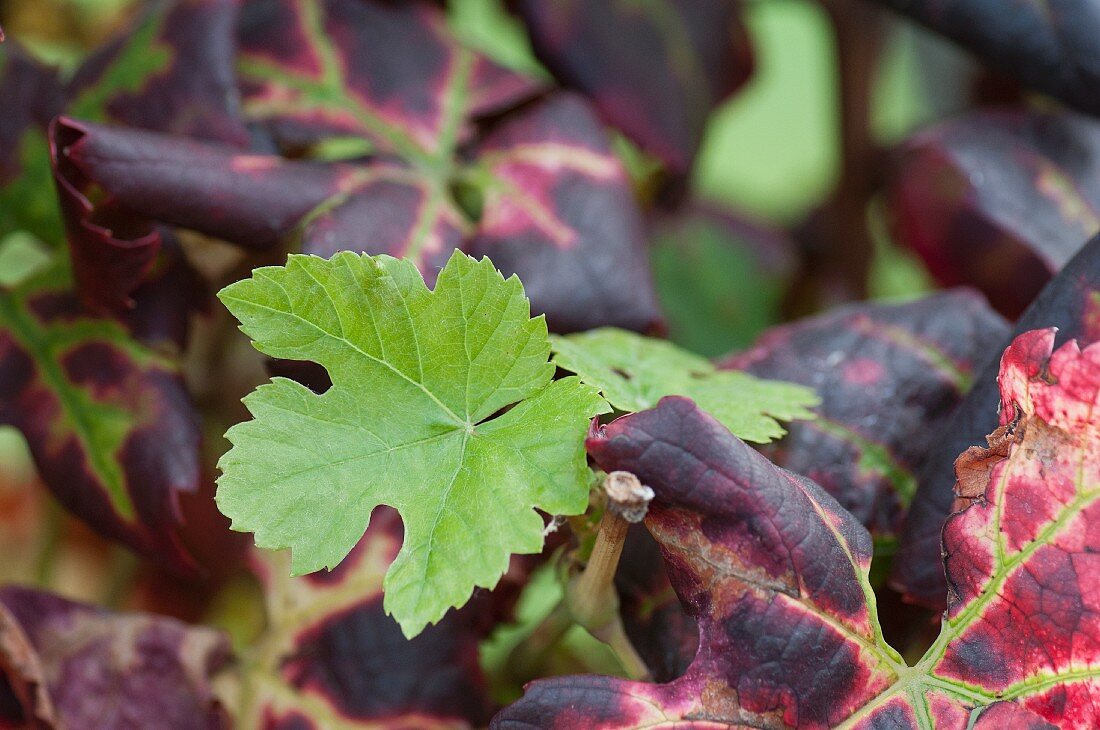 Herbstlaub im Weinberg (Close Up)