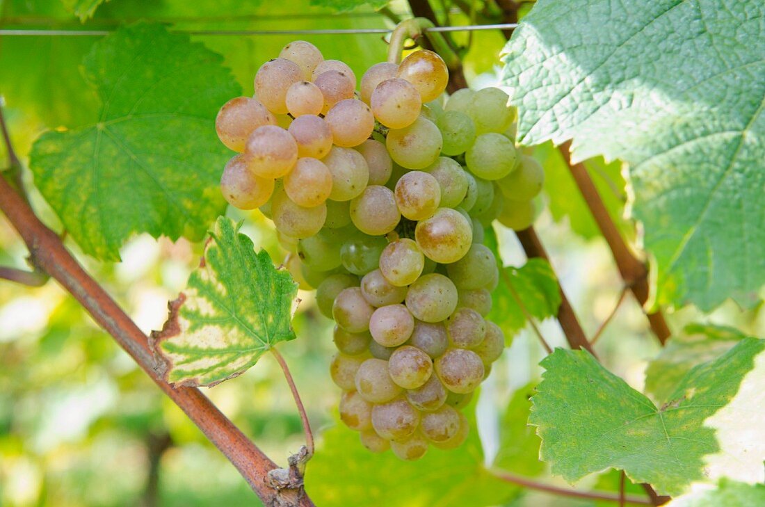 Silvaner grapes on the vine