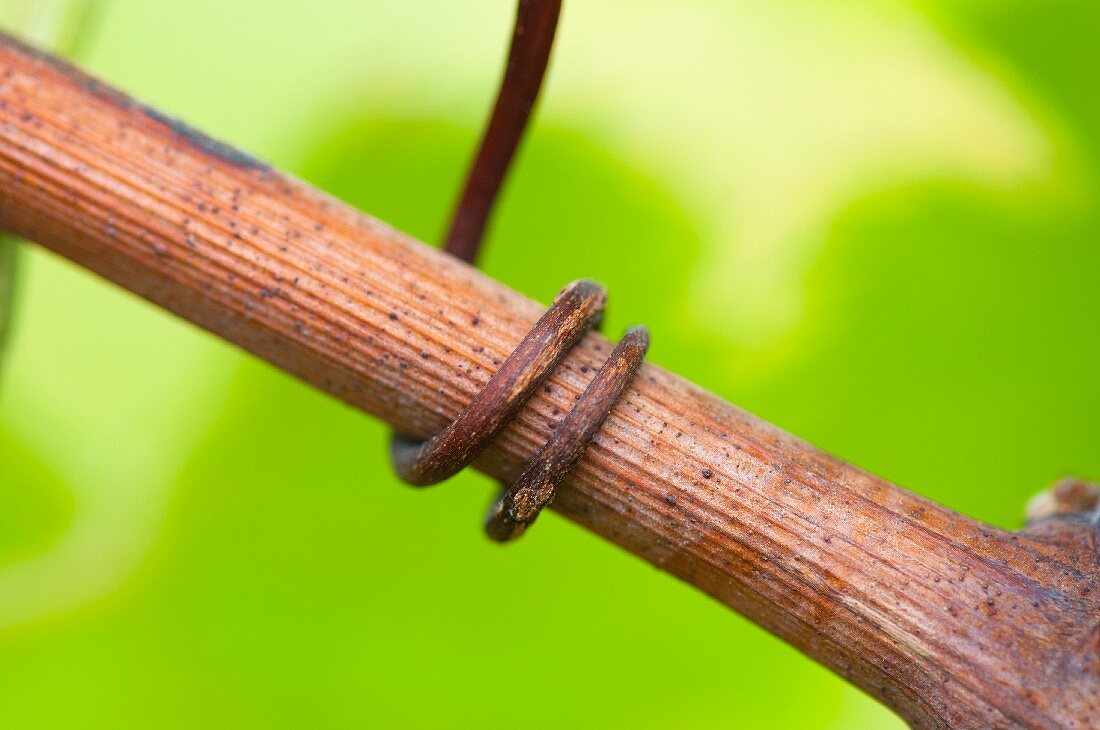 Sprossranke am Rebstock (Close Up)