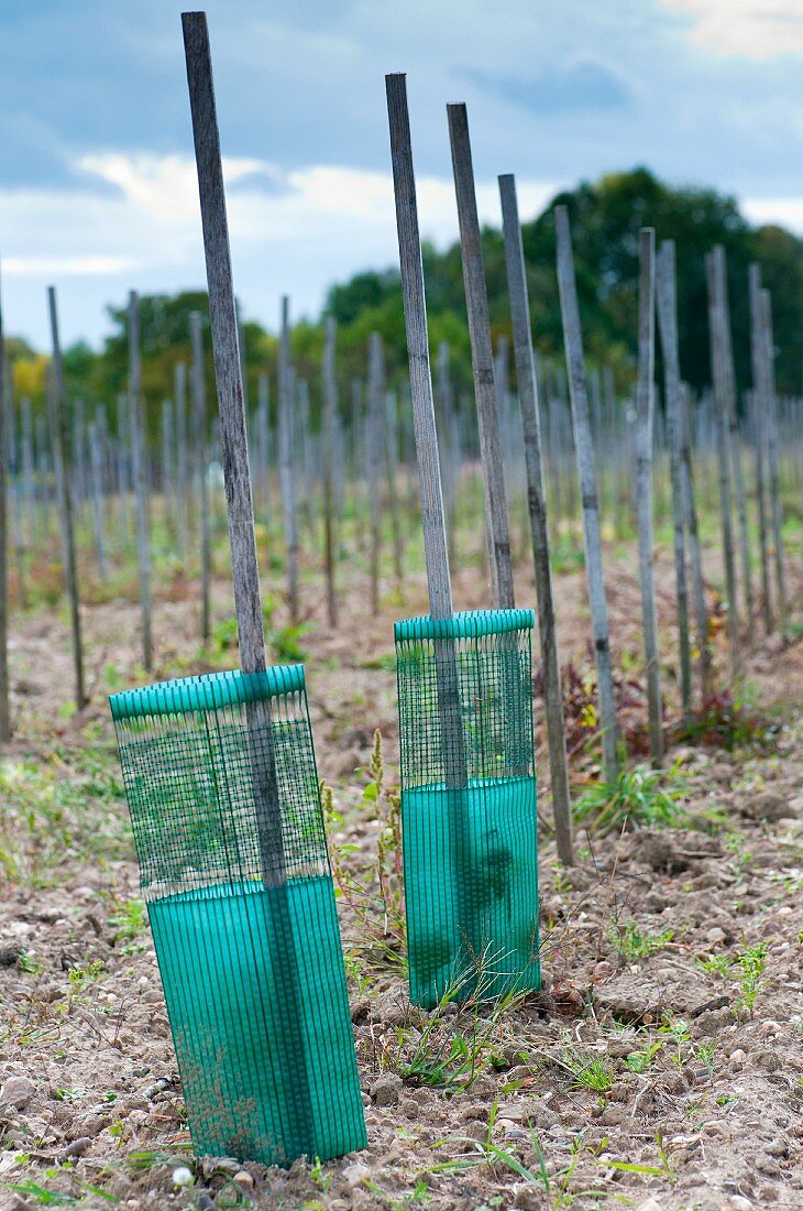 Grapevines with protective netting