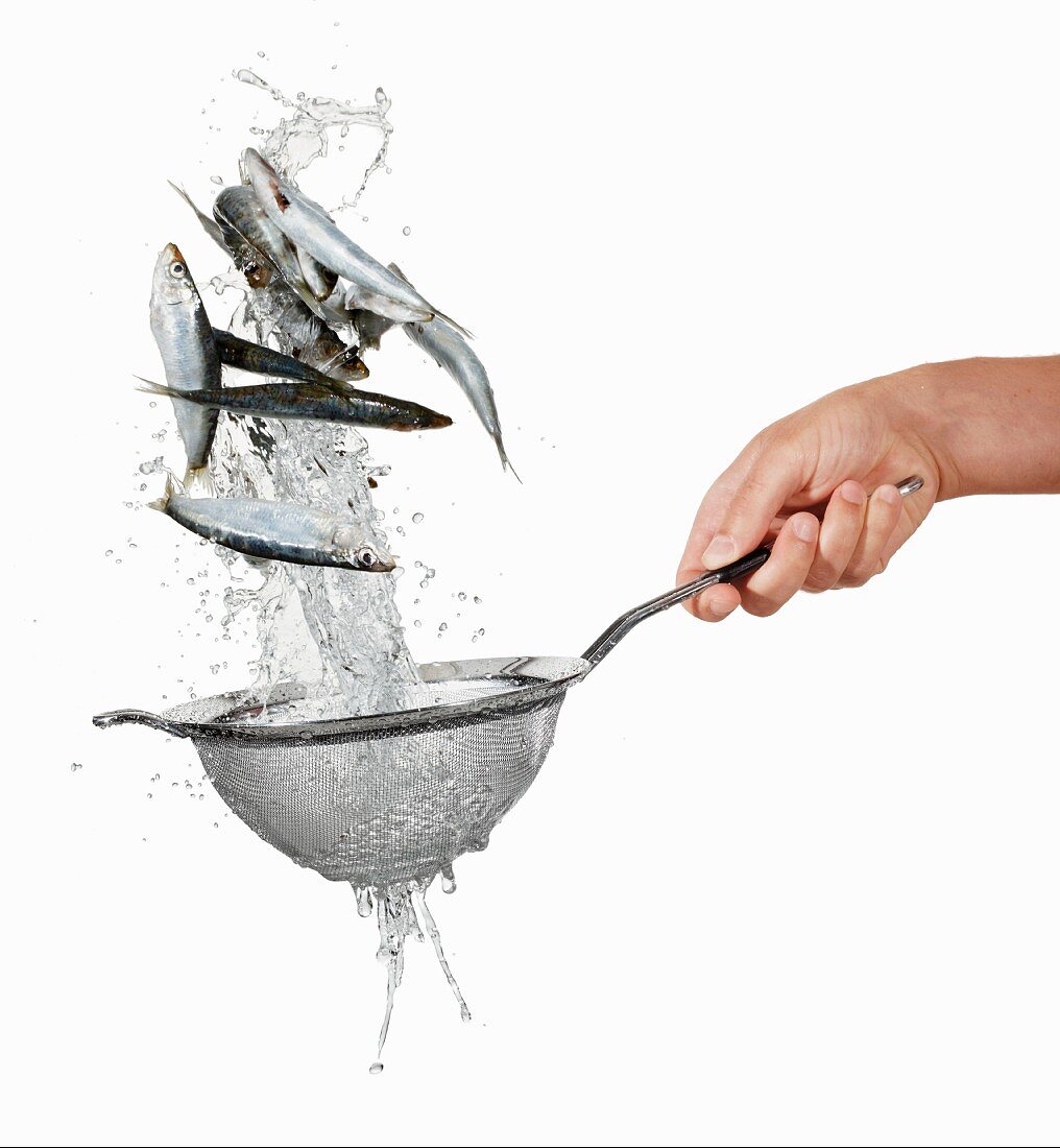 Washing sardines in a sieve