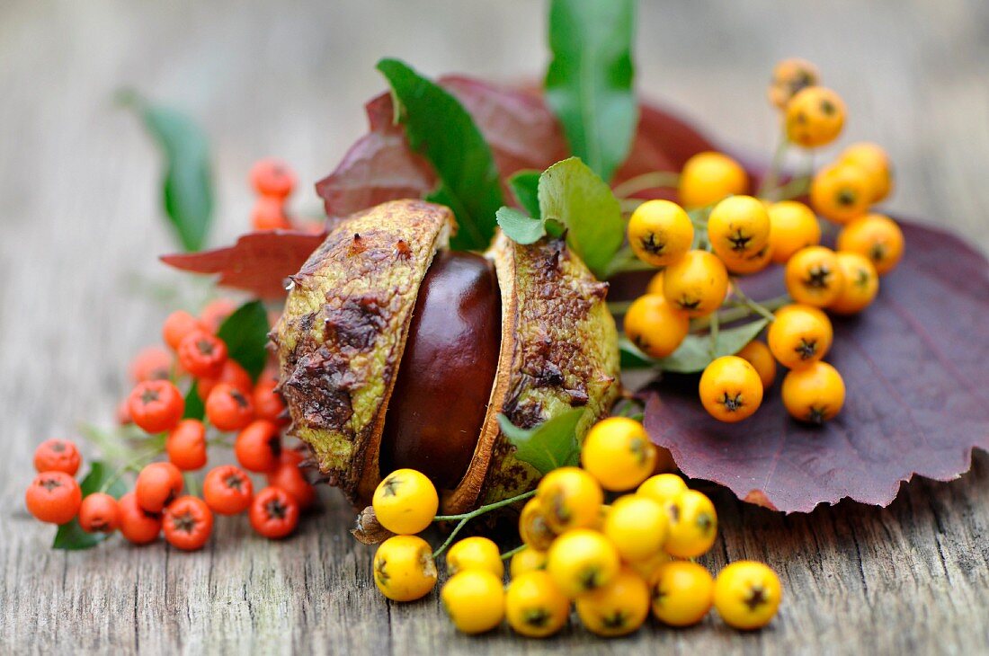 A chestnut and autumnal berries