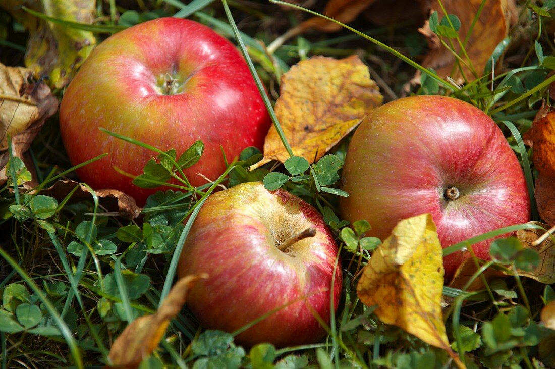 Three apples lying in the grass