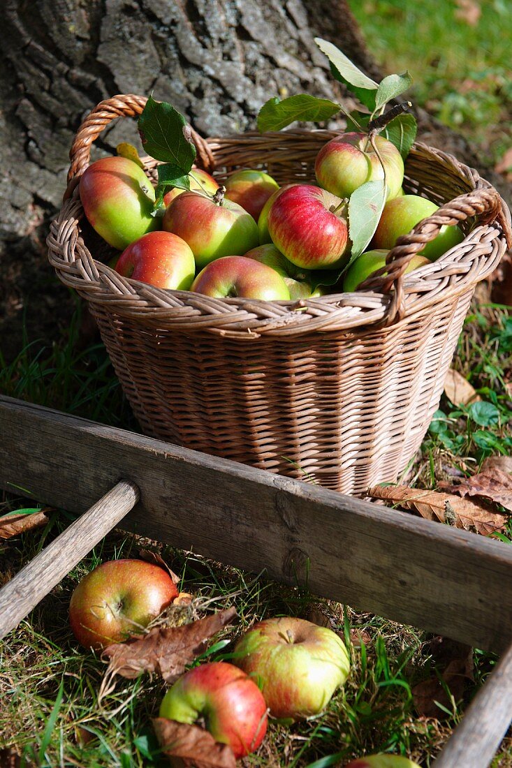 A basket full of organic apples under a tree and a ladder