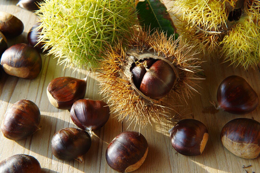 Chestnuts with and without the spiny shell