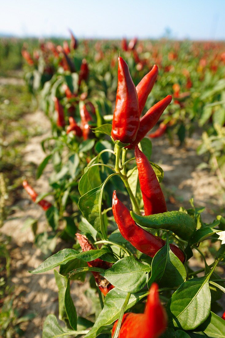 Field of peppers