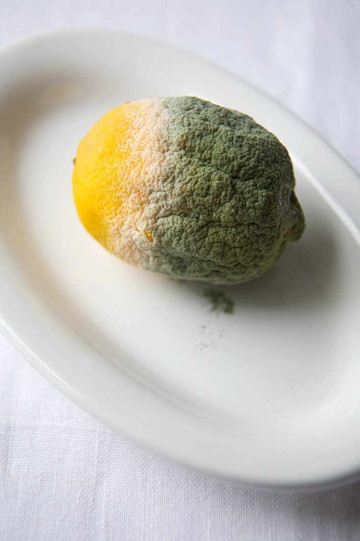 Moldy Lemon