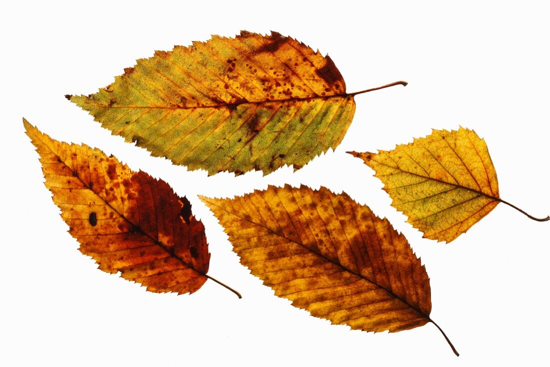 Four autumn leaves against a white background