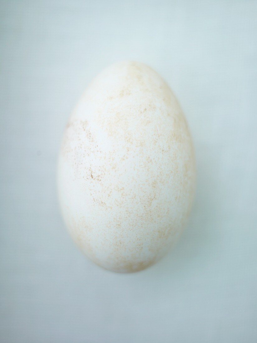 A goose egg
