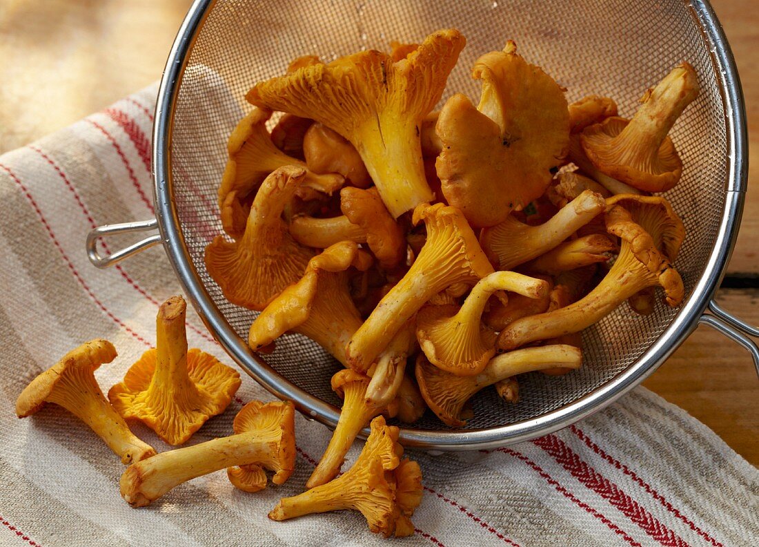 Fresh chanterelle mushrooms in a sieve