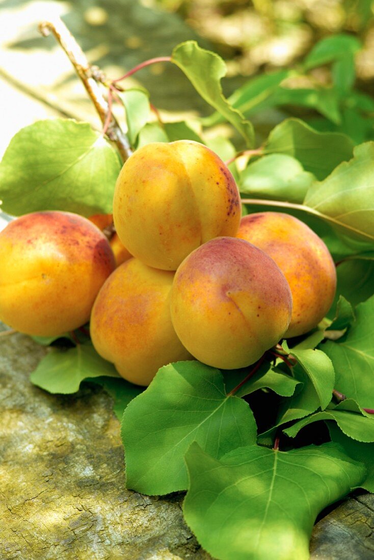 Apricots with twigs and leaves