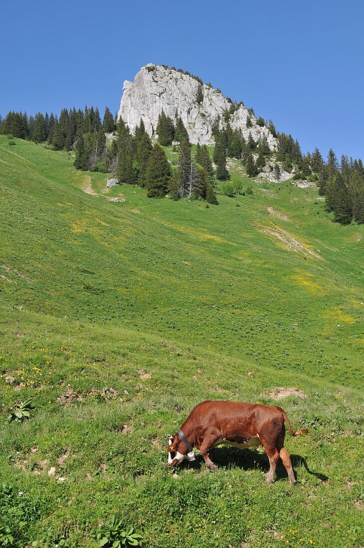 A cow on an alpine meadow