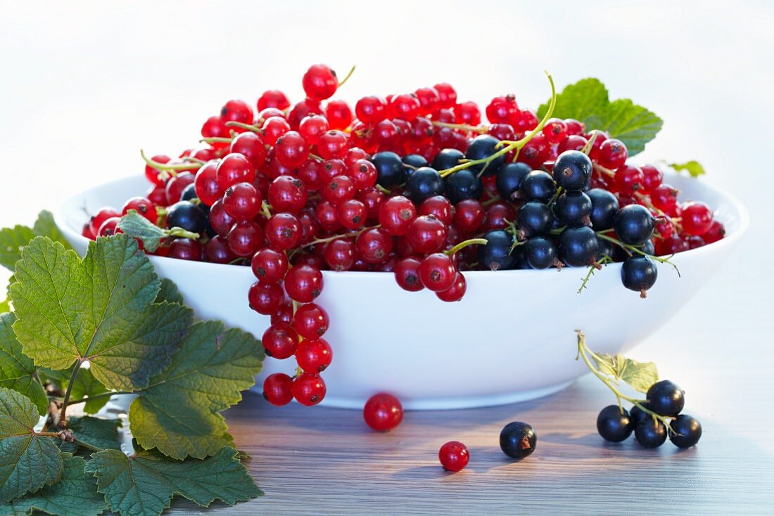 Redcurrants and blackcurrant in a bowl