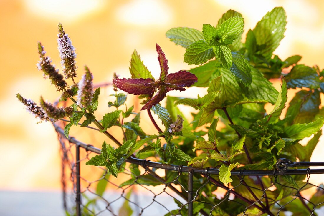 Fresh peppermint in a wire basket