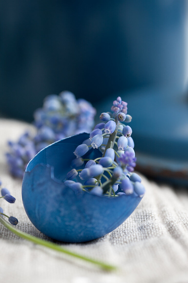 A blue dyed eggshell filled with grape hyacinths