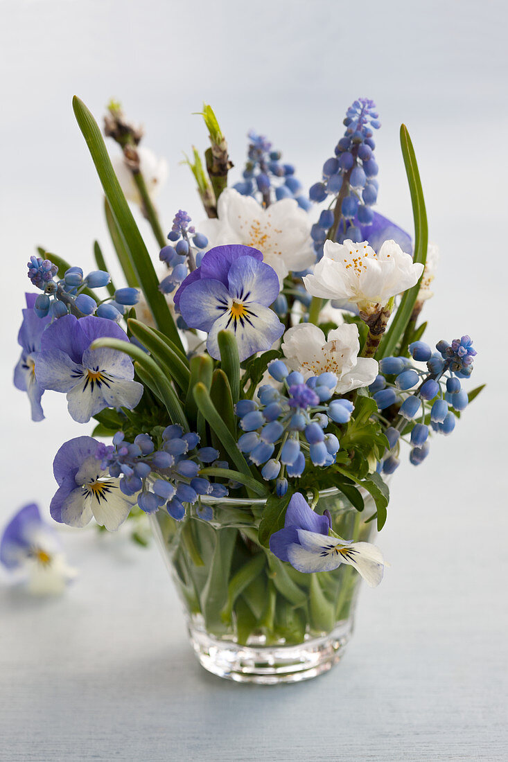 A small bouquet of grape hyacinths, cherry blossoms and violas
