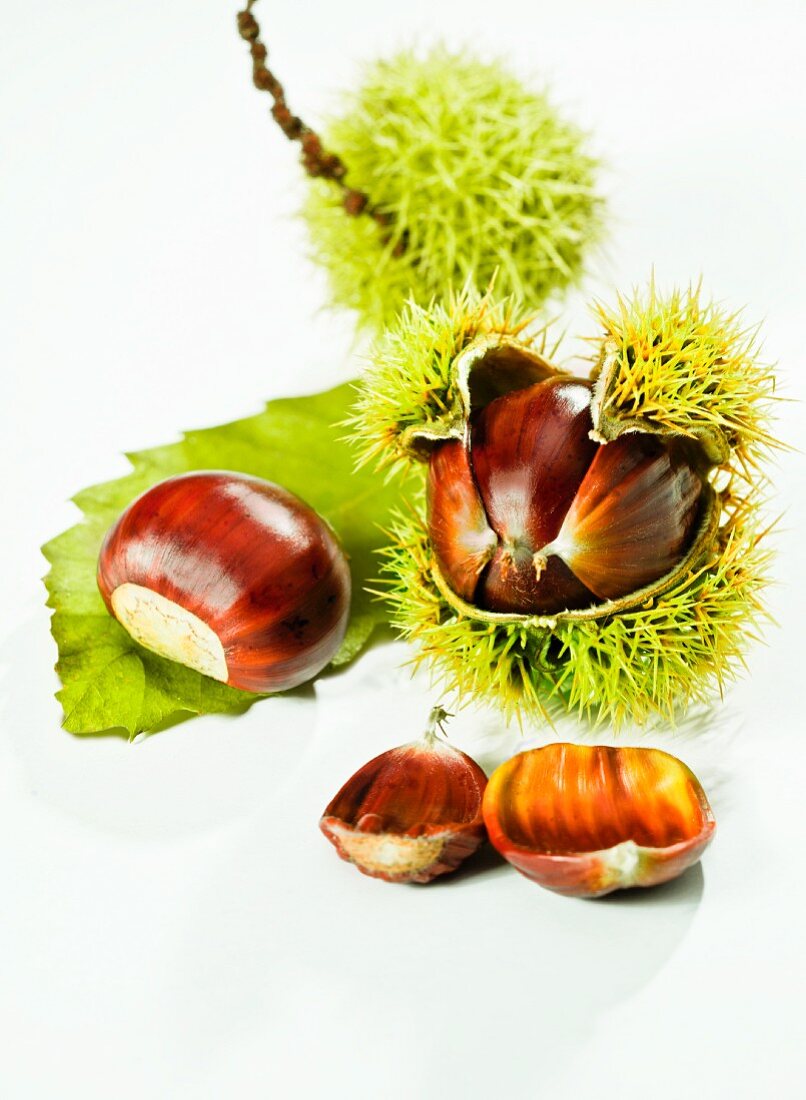 Edible chestnuts with and without prickly shells